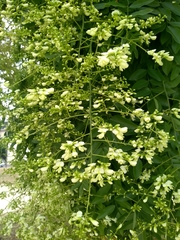 Styphnolobium