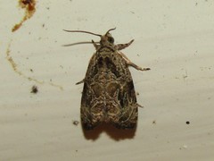 Olethreutes furfuranum