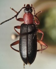 Statira pluripunctata