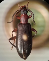 Statira pluripunctata