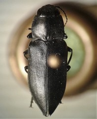 Melanophila
