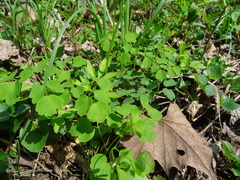 Thalictrum thalictroides