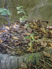 Epipactis phyllanthes