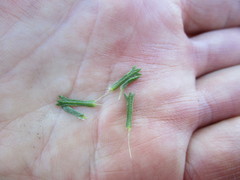 Ursinia trifida