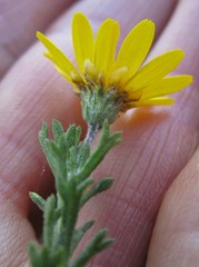 Ursinia trifida
