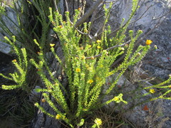 Ursinia trifida