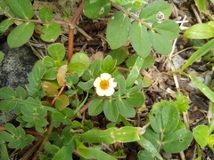 Kallstroemia rosei