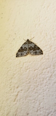 Entephria infidaria