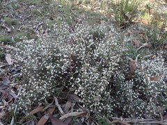 Cryptandra tomentosa