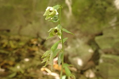 Epipactis phyllanthes