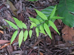 Lepiderema sericolignis