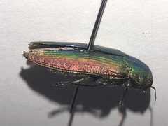Eurythyrea aurata