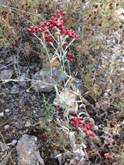 Helichrysum sanguineum