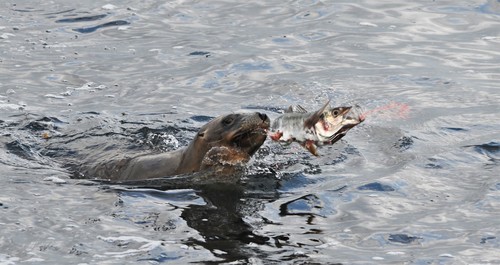 New Zealand Sea Lion, Dunedin, Otago, New Zealand, photo 5 of 10
