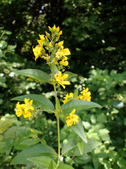Lysimachia vulgaris
