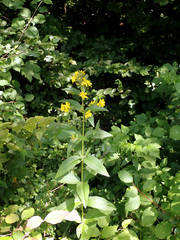 Lysimachia vulgaris