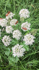 Rhagonycha fulva