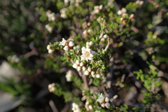Cryptandra tomentosa