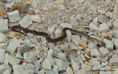 Gloydius himalayanus