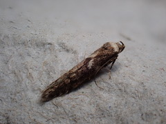 Blastobasis adustella