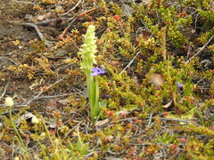 Platanthera hyperborea