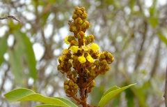 Heteropterys laurifolia
