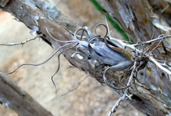 Tillandsia intermedia