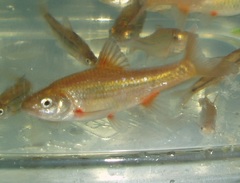 Pseudobarbus verloreni