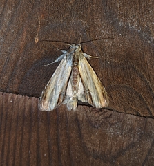 Cucullia convexipennis