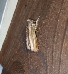 Cucullia convexipennis