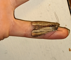 Cucullia convexipennis