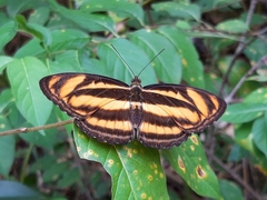 Athyma nefte subrata