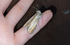 Cucullia convexipennis