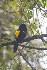 Cacicus chrysonotus