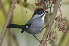 Slaty Brush Finch photo 4
