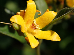 Lysimachia vulgaris