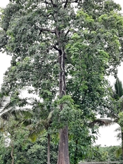 Magnoliopsida