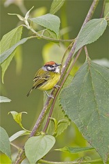 Poecilotriccus ruficeps