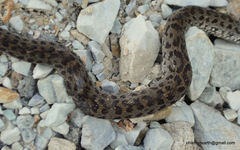 Gloydius himalayanus