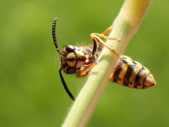 Vespula vulgaris
