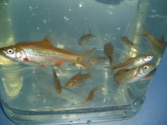 Pseudobarbus verloreni