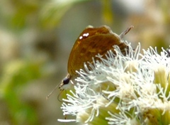 Arteurotia tractipennis