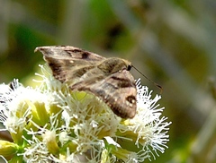 Arteurotia tractipennis