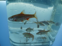 Pseudobarbus verloreni