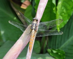 Orthetrum pruinosum