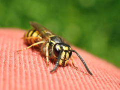 Vespula vulgaris