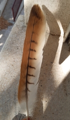 Milvus milvus