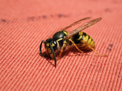 Vespula vulgaris