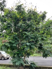 Peltophorum pterocarpum