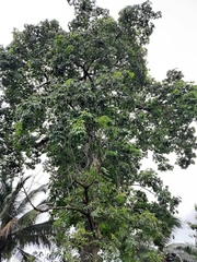 Magnoliopsida